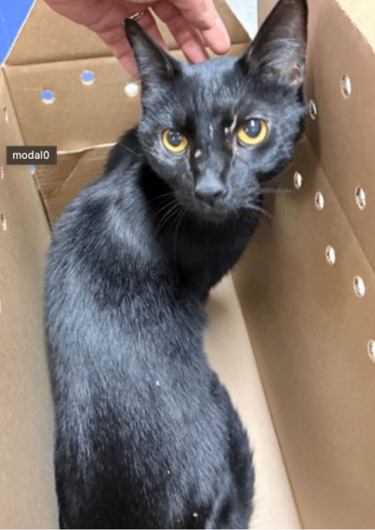 Screenshot 2025 12 07 at 11.45.49 AM